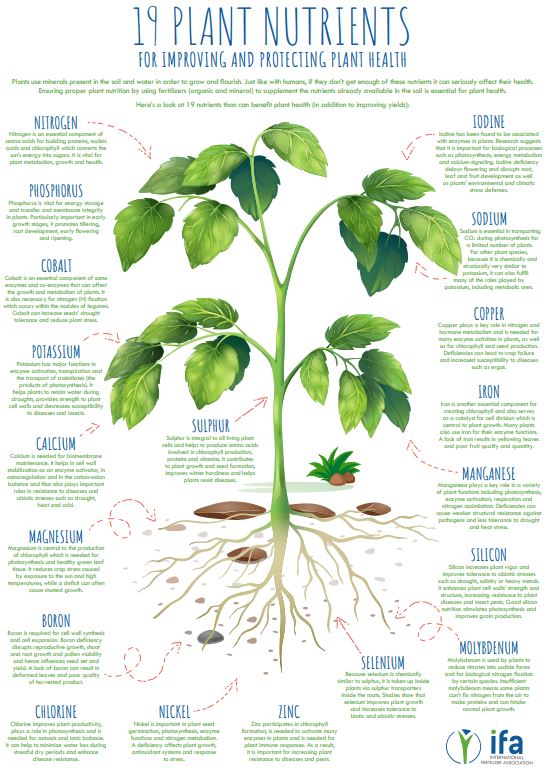 19 Plant Nutrients For Improving and Protecting Plant Health