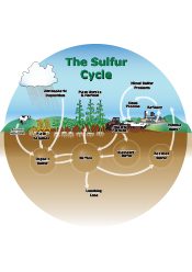 Generalized Nutrient Cycles – Ammonia