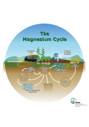 Generalized Nutrient Cycles – Magnesium