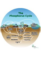 Generalized Nutrient Cycles – Phosphorus