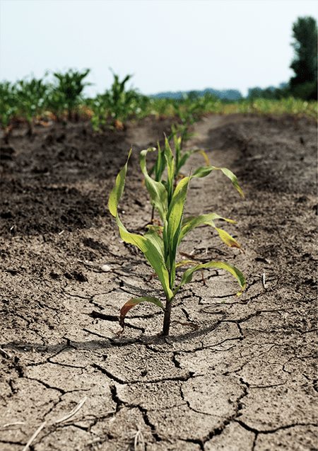 How Do Droughts Affect Food Systems