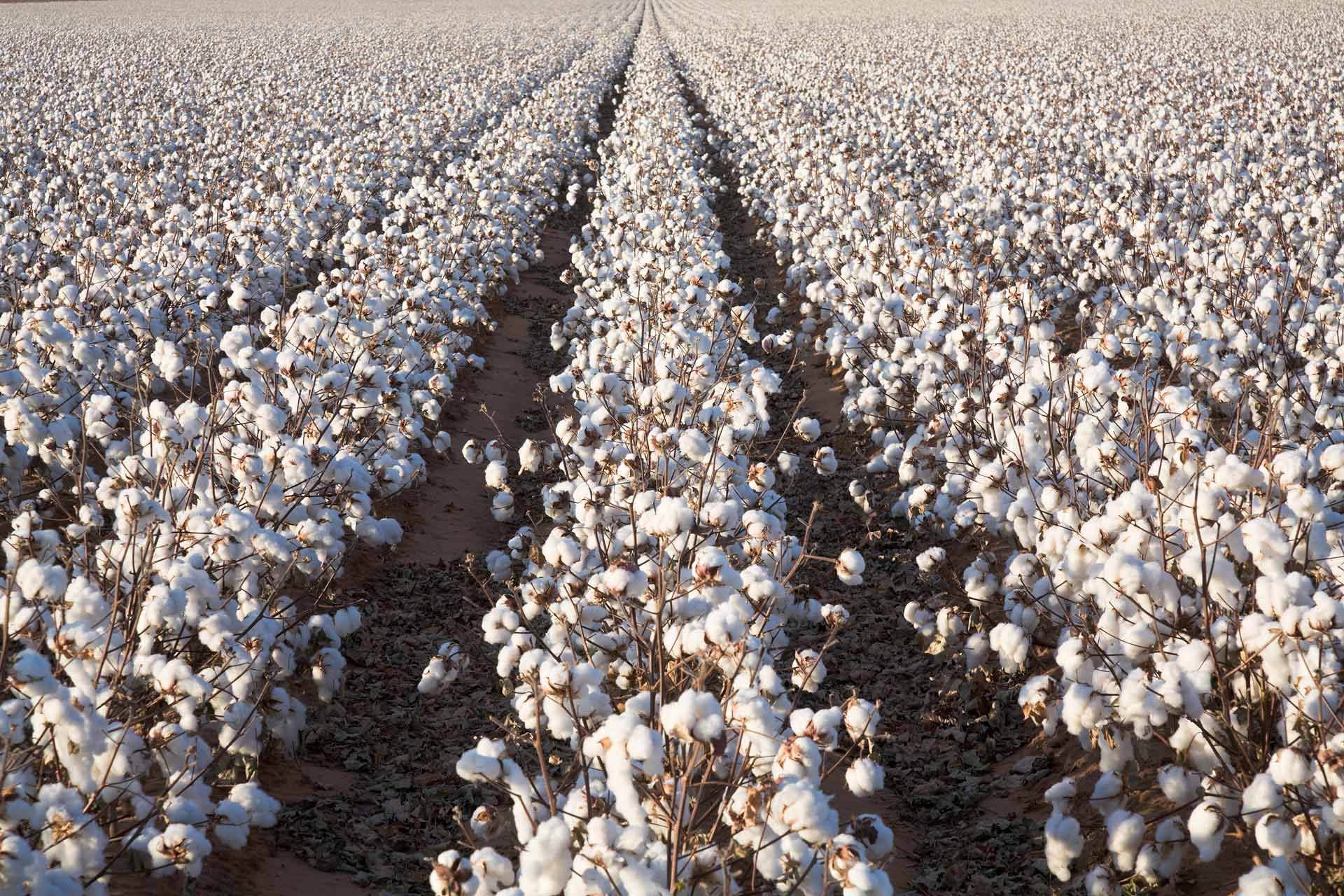cotton