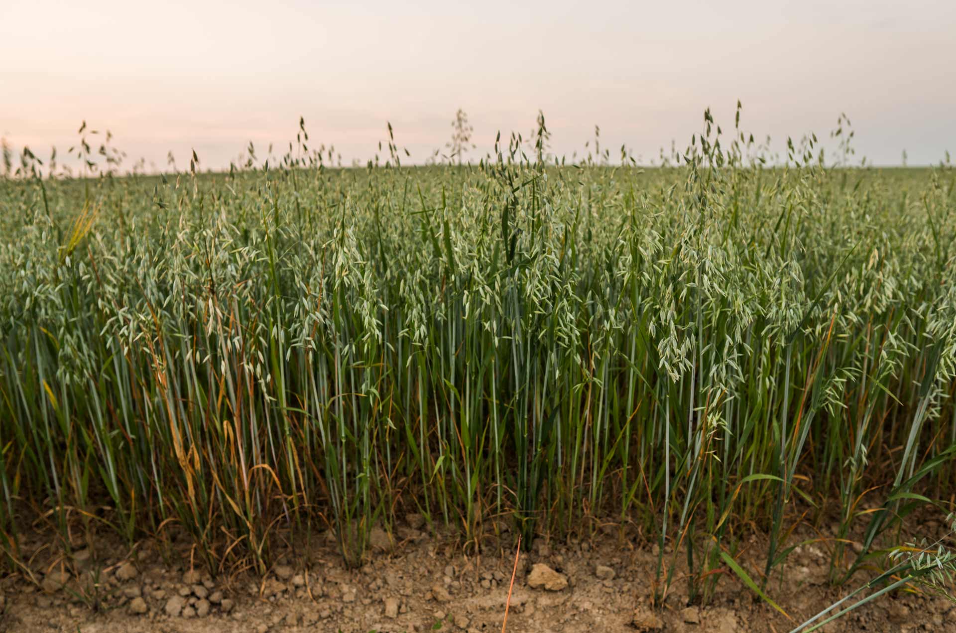 Where are fertilizers used?