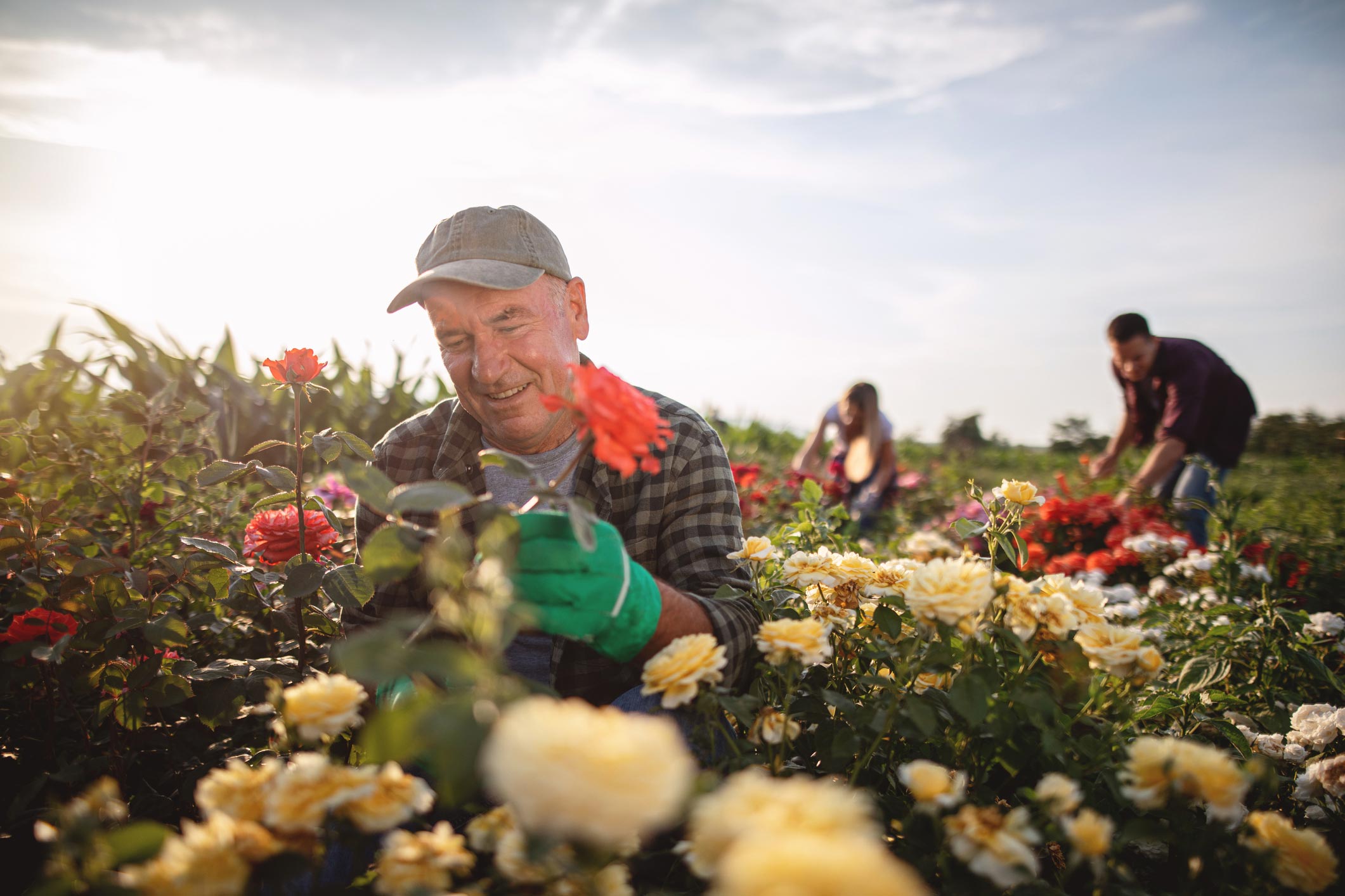 iStock-1162599689 Biostimulants. Farmer in flower field.