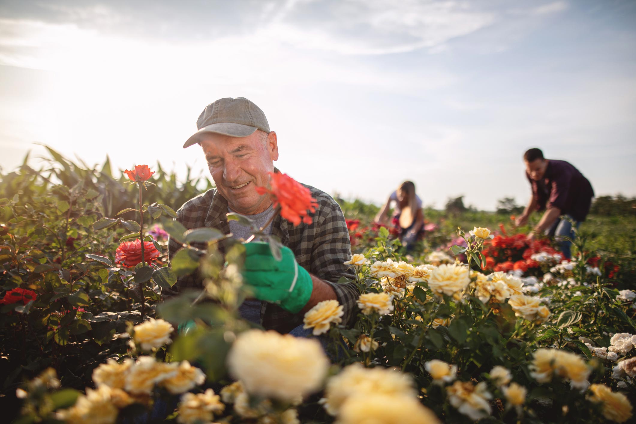 Biostimulants. Farmer in flower field.