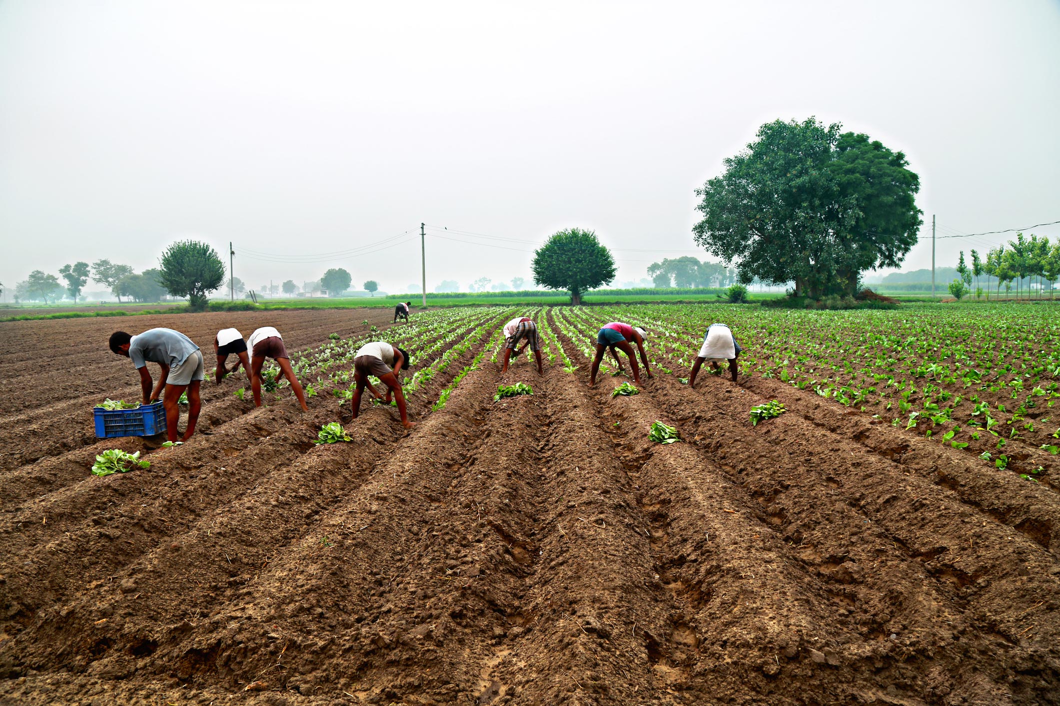 Cauliflower Plantation