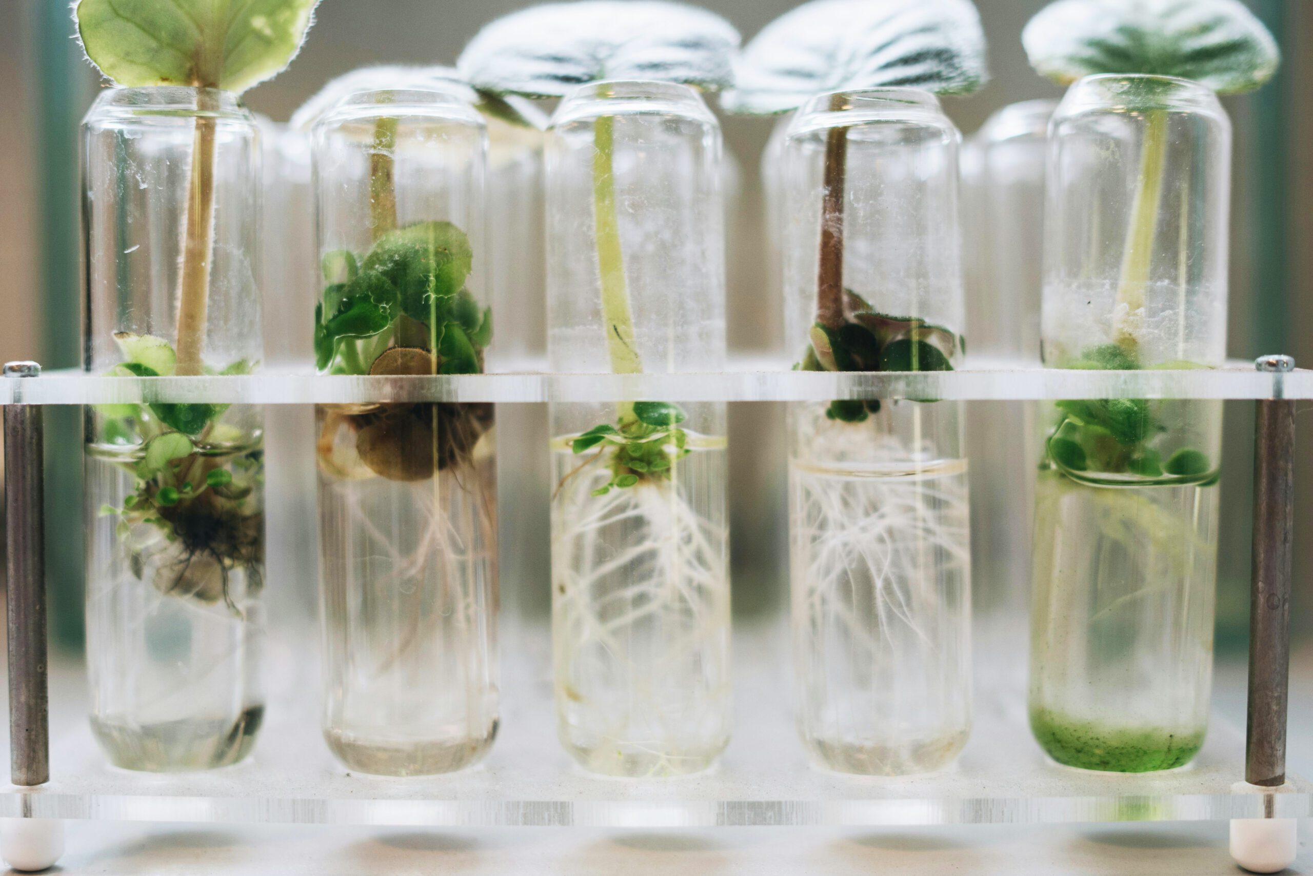 Plant Lab Plant Lab