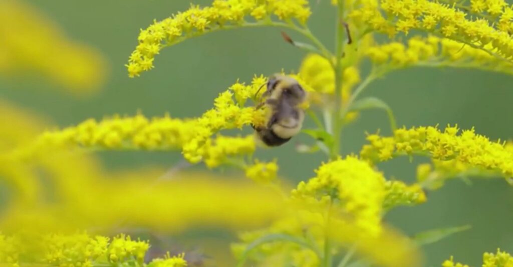 Fertilizer 101 – Lesson 3: The Hidden Helpers