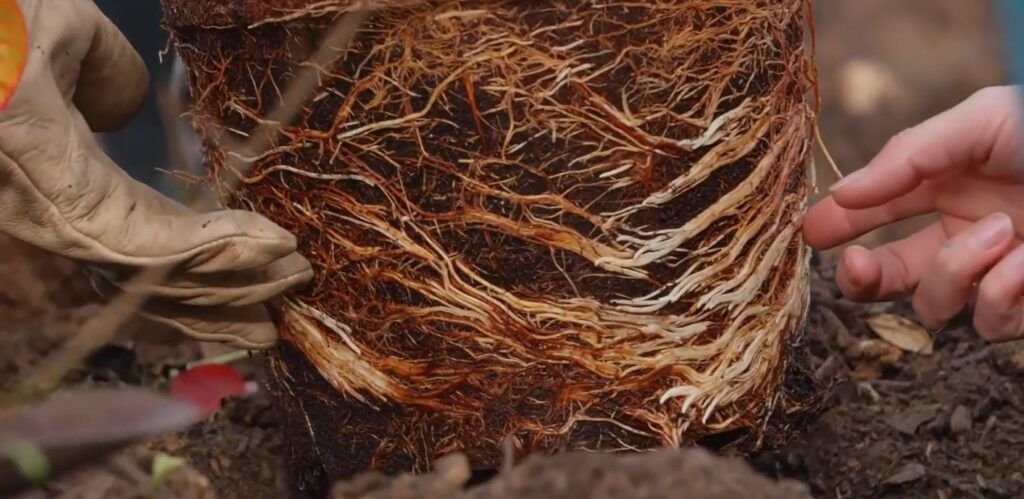 Fertilizer 101 – Lesson 4: How Plants Actually Eat