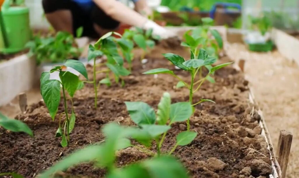 Fertilizer 101 – Lesson 5: What’s Inside Fertilizers?