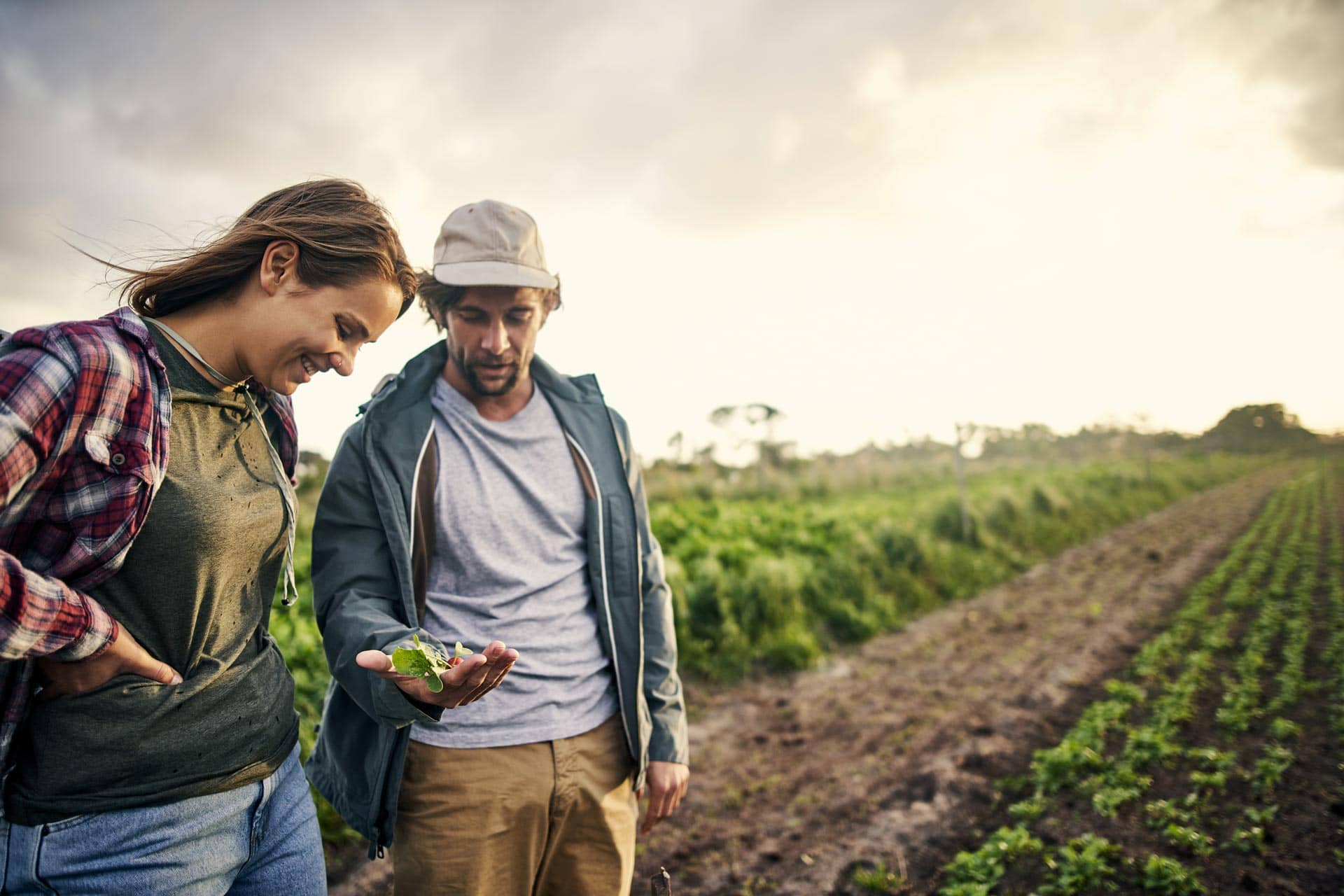 Shot of a young man and woman picking organically grown vegetables on a farm